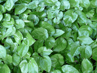 epimedium sulphureum.jpg_s.jpg